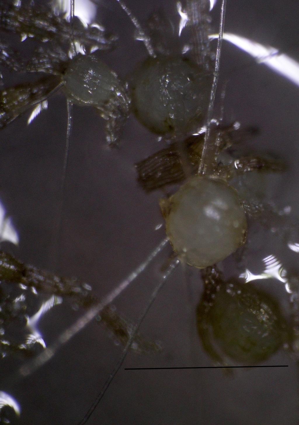 ,,protokormová fáze vývoje embrya měřítko představuje 0,5 mm Obr. 13.