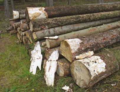 Přestože o primárním vlivu sucha u této hlubokokořenící dřeviny nelze pochybovat, dostupné výsledky terénních šetření potvrzují, že významnou sekundární roli v procesu chřadnutí a odumírání hrají