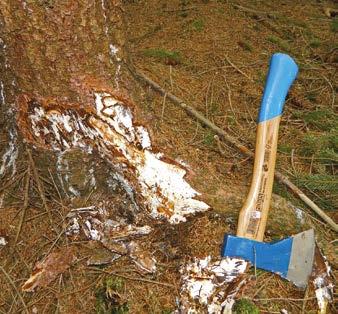 Recentní náhlý výskyt této původem teplomilné houby (v Evropě s centrem rozšíření v mediteránní oblasti) má v podmínkách střední Evropy podle dosavadních poznatků pravděpodobně přímou spojitost s