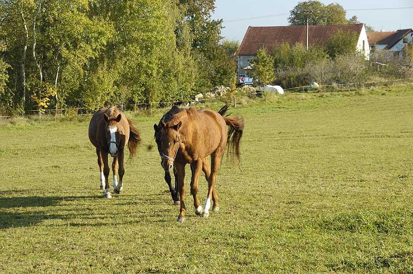 14 4.2 Realizace jednotlivých opatření Osy I - Zlepšení konkurenceschopnosti zemědělství a lesnictví Osa I je zaměřena na podporu konkurenceschopnosti zemědělství a lesnictví a posílení dynamiky