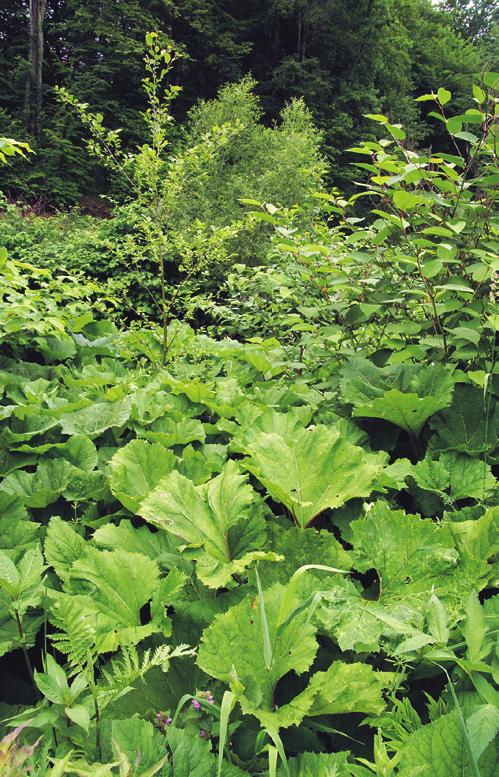 Schubert et al. 2001: 172 184, Rennwald 2000). Naopak Koska (in Berg et al. 2004: 196 224) ji řadí do svazu Filipendulo ulmariae-petasition hybridi Br.-Bl.