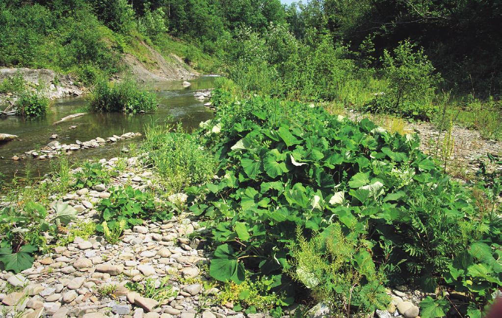 Petasition hybridi XDB02 Petasitetum hybrido-kablikiani Sillinger 1933 Vegetace štěrkových náplavů s devětsilem Kablíkové Tabulka 8, sloupec 6 (str. 307) Nomen mutatum propositum Orig.