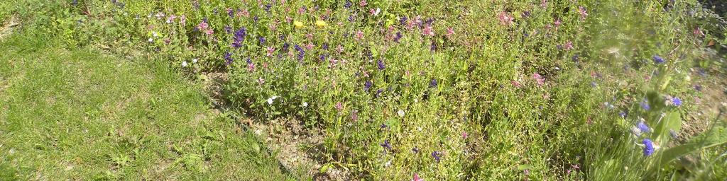 Mezi druhy pocházející z naší domoviny patří Salvia nemorosa, Salvia pratensis, Salvia verticillata, Salvia glutinosa.