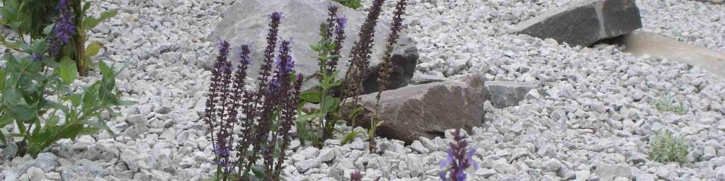 (rok neuveden) alpská louka (Matten)-M Rostliny tohoto stanoviště prosperují na mělkých rovinatých půdách,