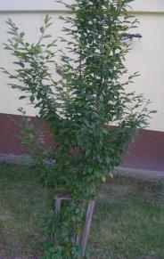 pllanetu Zemii.