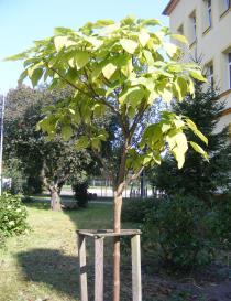 vývojj.