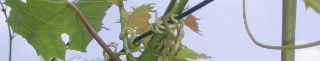 Ovíjivé úponky Vitis vinifera. (foto: autor) 4.3.