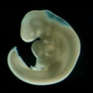 velikosti embrya, druhý termín dle prvních vnějších