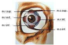 1.OKOHYBNÉ SVALY Pohyby a správné postavení očí jsou zajišťovány okohybnými svaly, které jsou uložené v blízkosti stěn orbity.