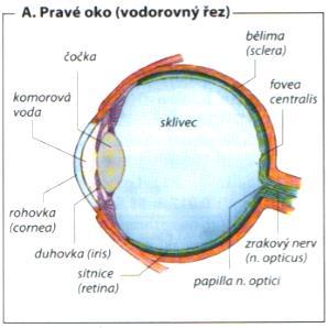ZRAK Obrázek 3: Anatomie oka Zdroj: Silbernagl, Despopoulos 2004 6.2 ZRAKOVÉ VNÍMÁNÍ Optické zobrazení na sítnici je způsobeno lomem světelných paprsků.