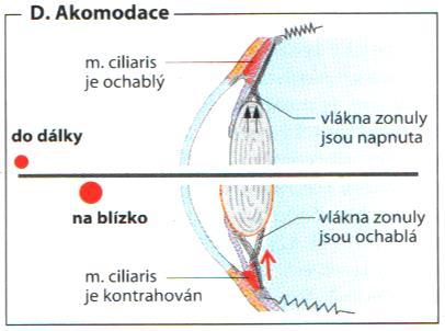 ZRAK Obrázek 4: Akomodace oka Zdroj: Silbernagl, Despopoulos 2004 Místem vstupu světelných paprsku do oka je zornice.