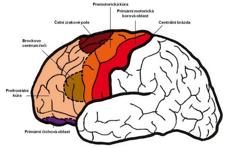 MOTORICKÁ ČINNOST Mozková kůra (cortex cerebri) Mozková kůra je nejvyšším řídícím a integračním prvkem CNS. Pokrývá povrch mozkových hemisfér. Pro savce je typický neokortex složený z pěti vrstev.