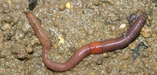 Lumbricus