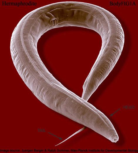 coli Nutné jsou aseptické techniky a opatrné zacházení Několik medií NGM Nematode Growth Medium, LB agar, K