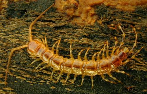 cognatus