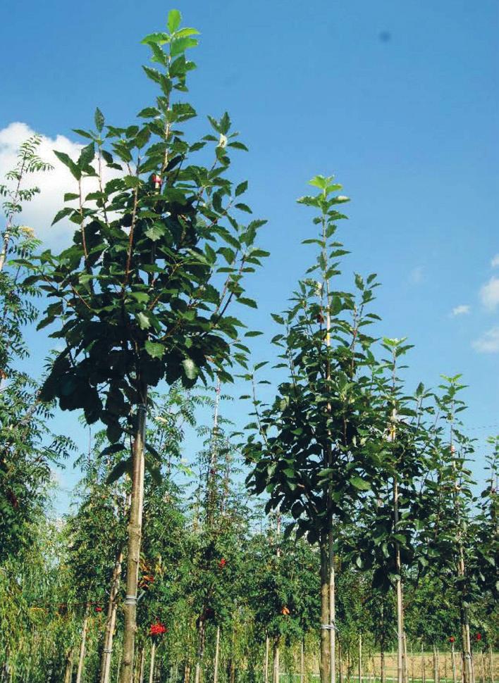 Testujeme další druhy stromů // Sorbus latifolia Henk Vink // // Podzimně zbarvená Tilia mongolica // Výzkumný projekt Městská zeleň 2021 již přinesl první zajímavé poznatky o růstové dynamice 20