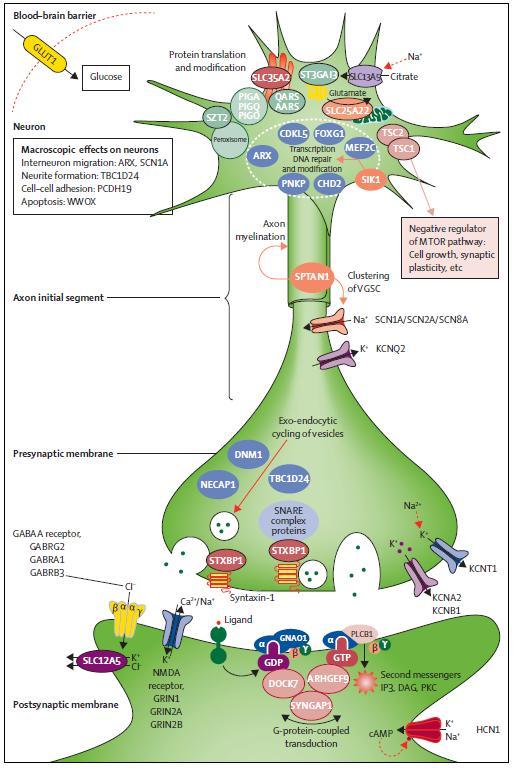 Mechanismy geneticky podmíněných epilepsií/ee DNA repair Regulace transkripce Myelinizace