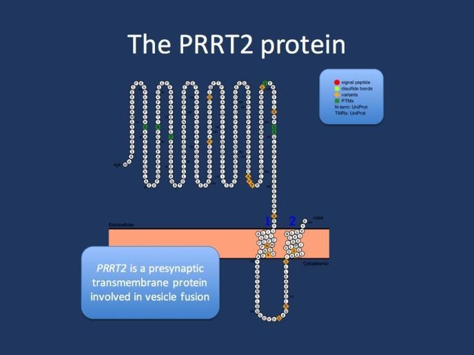 PRRT2 Gen má 4 exony PRRT2 protein je presynaptický