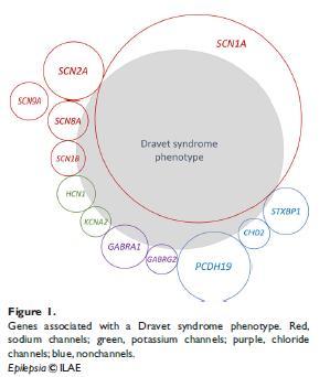 SCN1A a sy Dravetové Kromě SCN1A má velká většina genů spojovaných se syndromem Dravetové odlišný fenotyp Klinický průběh může být tak podobný sy Dravetové