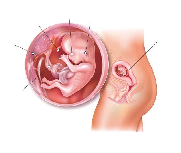 ? 14 Těhotenství a mateřství Amniová tekutina Oko Ucho Placenta Děloha Děložní dutina s plodem Pupeční šňůra Děložní hrdlo Pochva Vývoj plodu, 12. týden těhotenství Od 9.