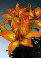 L2808 BRIGHT JOY L2837 CLASSIC JOY L2822 BLUSHING JOY L2807 APRICOT JOY POLOZAKRSLÉ AZIJSKÉ HYBRIDY JOY Jsou