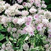 JARMANKY Jarmanky, latinsky astrantia, jsou rodem plně mrazuvzdorných trvalek, které kvetou celé léto,