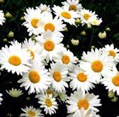 leucanthemum, jsou půvabné, plně mrazuvzdorné trvalky.