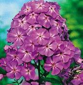 F0001 AMETHYST F0069 ALL IN ONE F0041 CLASSIC CASSIS PLAMENKY Protože floxy