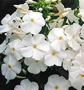 bílými středy. Výška 50 cm.  F0021 LILAC TIME - šeříkově levandulové květy.