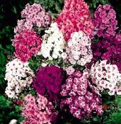 Vzácná botanická rarita. 1 kus 120 Kč, 3/320 Kč. W6203 plamének přímý PURPUREA c.