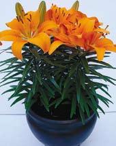 L9022 speciosum UCHIDA - má sytě karmínově červené turbanovité květy 12 cm v průměru, které jsou
