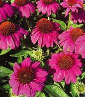 Z1525 BRIGHT ROSE TŘAPATKOVKY Latinsky echinacea, rod trvalek velmi podobný rudbékiím. Kvetou od července do září.