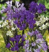 grandiflora - je to známá trvalka díky svojí oblibě u koček, které se v ní vyvalují a čichají uvolňující se