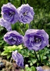 ZVONKY Zvonky, latinsky campanula, jsou znamenité trvalky kvetoucí na jaře a v létě. Jsou plně mrazuvzdorné, nenáročné.
