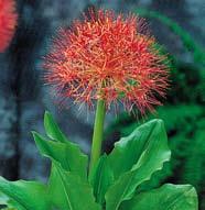 W9238 krvavec TANNA W9234 krvavec TOTEN W9238 krvavec TANNA sanguisorba officinalis - vyniká oproti přírodnímu druhu poloviční výškou 30-40 cm, lze ji vysazovat do