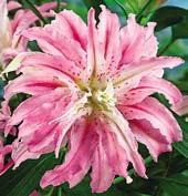 L3721 SWEET ROSY velmi plná, karmínově růžová s bílým středem a jemným červeným tečkováním.