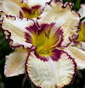 D2307 ANTIQUE LINEN D0014 BELA LUGOSI D2129 BELLA ISABELLA D0003 ALWAYS AFTERNOON D1688 ACCIDENTAL TOURIST DENIVKY Denivky, latinsky hemerocallis, jsou kouzelné trvalky,