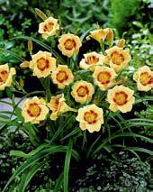 D2077 EveryDaylily RED RIBS - Heemskerk 17,DOR,DIP,Early to Late,Very RE.
