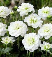 J4003 AKITA - červená, bílé špice, chrysantémová