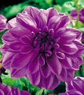 J4091 MANIAC J4083 LAVENDER RUFFLES J5046