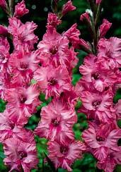 G1037 FRIZZLED CORAL LACE G1819 LAMBADA FRIZZLE G1824 PRINCESS FRIZZLE G1703 CRISPY FRIZZLE
