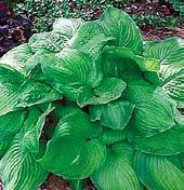 B0262 GRAND MARQUEE fantastická hosta se sytě zelenými listy, později světlejšími, okraje jsou proměnlivě bíle a žlutě lemovány.