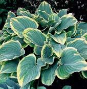 Americká patentovaná hosta z křížení plantaginea x sieboldiana. Akční cena! B0197 SAGAE - typ fluctuans.