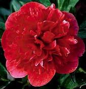 Itoh hybrid pivoňky bělokvěté paeonia lactiflora x žlutý lutea hybrid Alice Harding. Výška 60 cm. Famózní novinka. 1 kus 450 Kč.