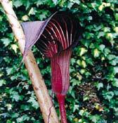 1 kus 110 Kč, 3/300 Kč. Y1305 speciosum - velké, purpurově fialové toulce s ohrnutým koncem, výška 50 cm.