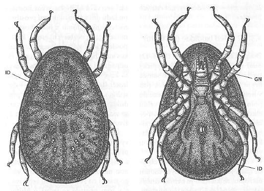 Obr. 4 Acari, Ixodida, Argasidae, Argas reflexus (klíšťák holubí), dospělá samice (dorsální a ventrální pohled). GN gnathosoma, ID indiosoma (dle Rosický, 1979, upraveno).