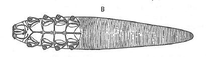 podráţděné pokoţky bývá toto onemocnění také označováno jako červená prašivina psů [2]. Obr. 9 Acarina. Prostigmata, Demodex folliculorum (trudník tukový) dospělec, ventrální pohled.