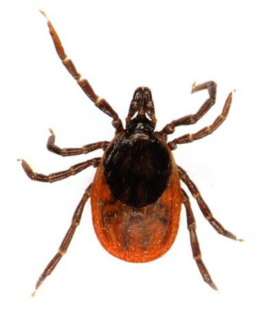 4. DALŠÍ SYNANTROPNÍ ZÁSTUPCI VYSKYTUJÍCÍ SE V PŘÍRODĚ Roztoči (Acarina) jsou drobní a většinou nenápadní členovci, morfologicky značně rozmanití, o velikosti 0,5 10 mm; Vývoj probíhá přes šestinohou