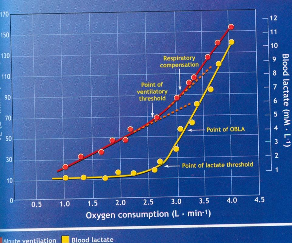 Laktátový a Ventilační práh (McArdle, 2007) 1. a 2.