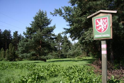 5.3 Přírodní rezervace Černýšovické jalovce Stručná charakteristika ZCHÚ a jeho přírodních podmínek (ŠIŠKA, 2000) Přírodní památka Černýšovické jalovce leţí cca 1 km jihovýchodně od obce Černýšovice
